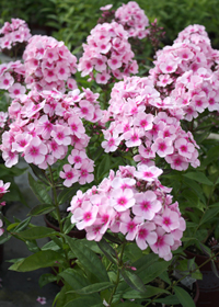 Phlox paniculata 'Bright Eyes'